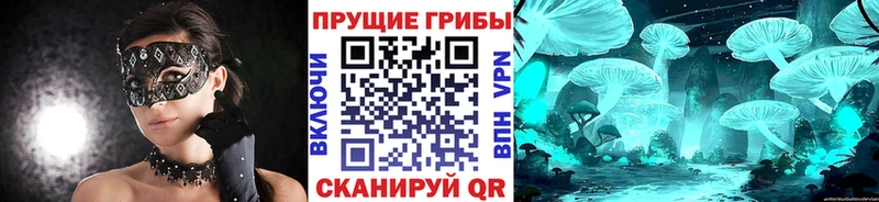 блэк спрут вход  Мончегорск  Псилоцибиновые грибы Cubensis 